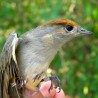 Kapturka