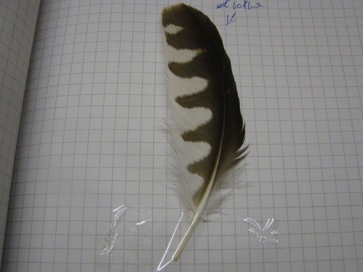 zagadka