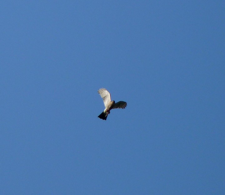 Z ofiarą (wiem, że krogulec ...