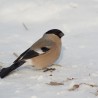 Gil, ale ona