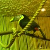 Tukan