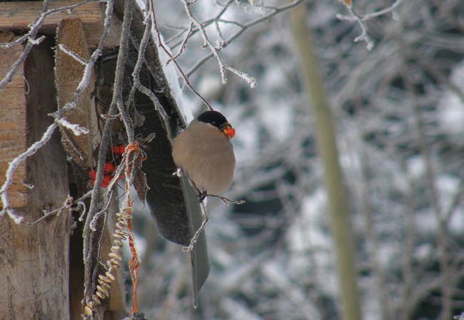 Wyjadacz jarzębinowych ...