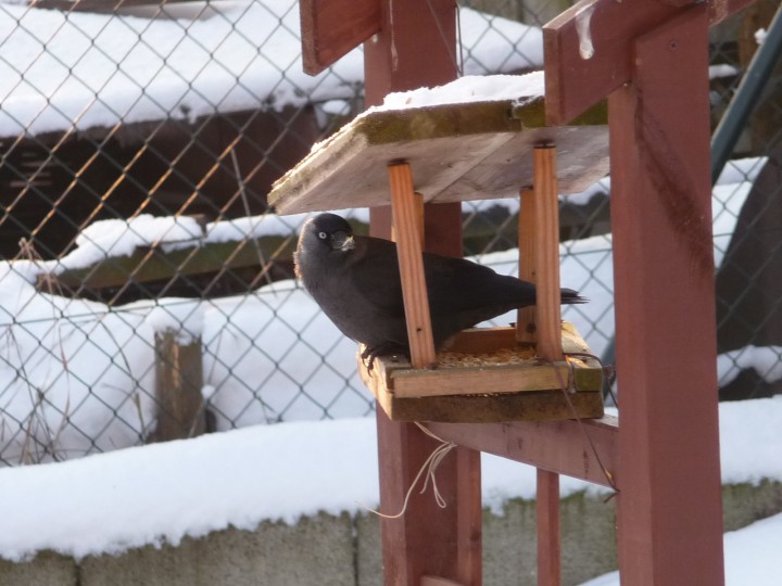Króluje w moim karmniku
