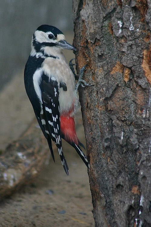 dziecioł