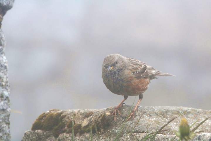 Karkonoski płochacz halny