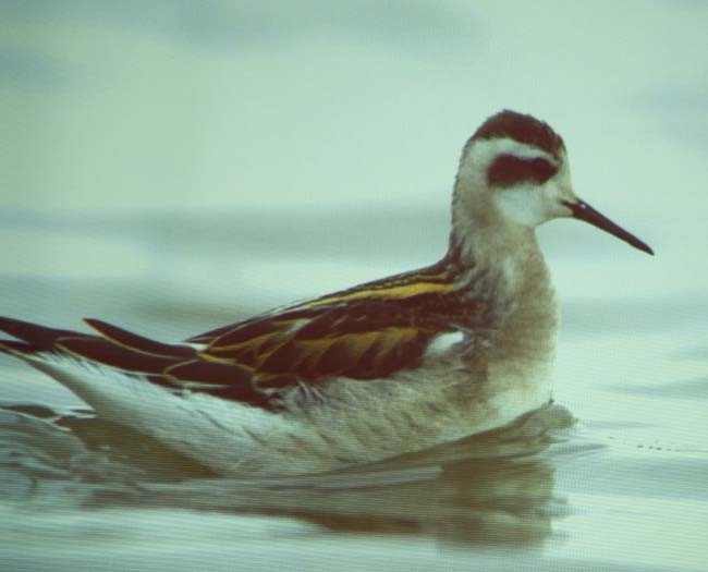 Rewelacja z Mietkowa-zdjęcie ...