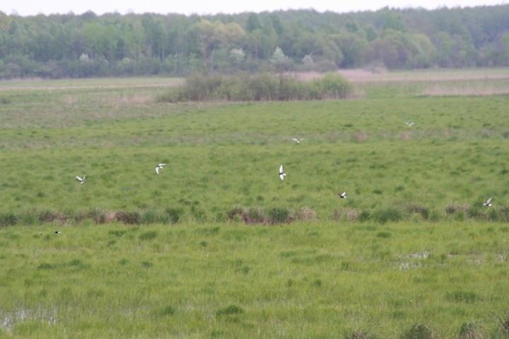 rybitwy białoskrzydłe ...