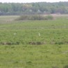 rybitwy ...