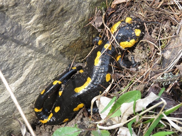 O mało co na nią nadepnąłem