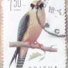 Falco ...