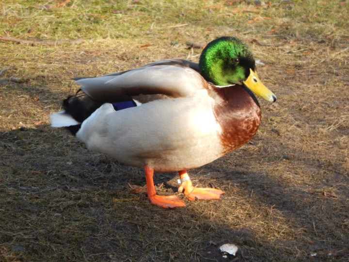 Na wysoki połysk... ;)