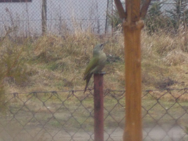 Traszkę rozmazane, ale ...