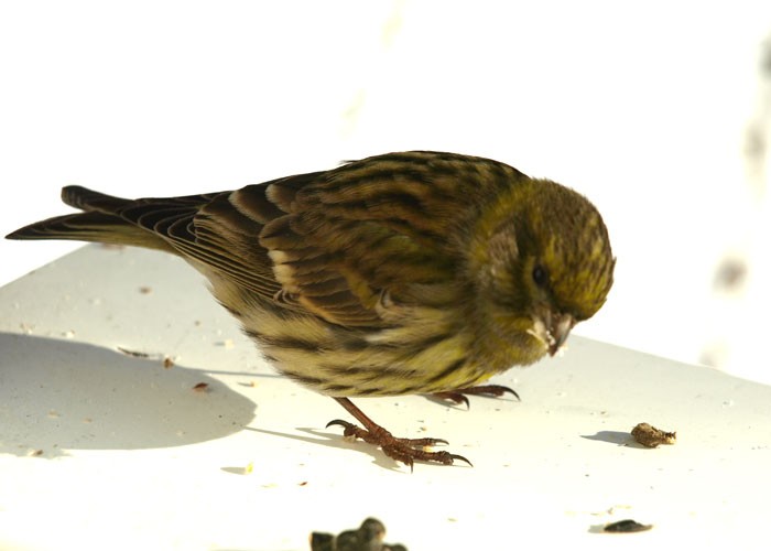 Taki malutki gość...