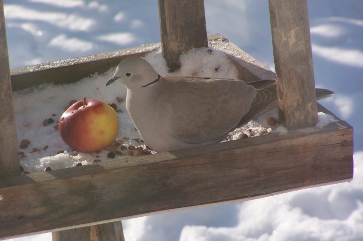 sirpóweczka