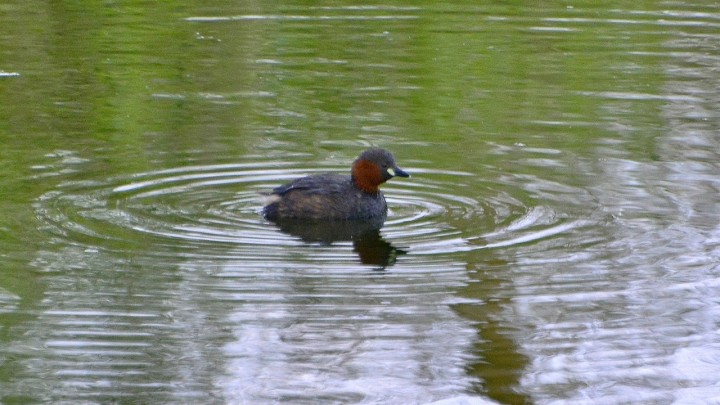 Ładne kaczątko ???