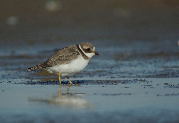 Charadrius hiaticula ...
