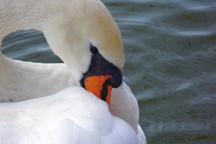 Łabędź niemy-czyszczenie ...