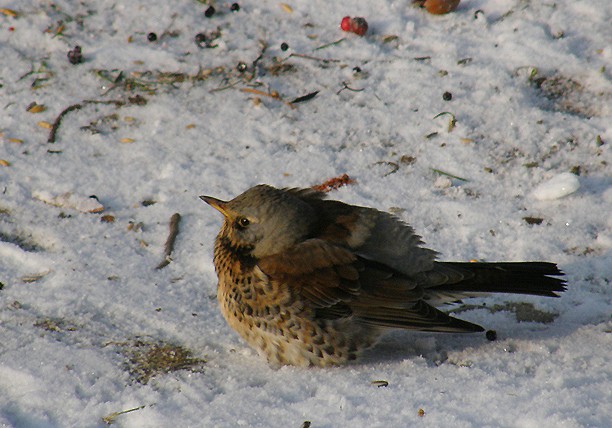 Sesja z kwiczołami w ...