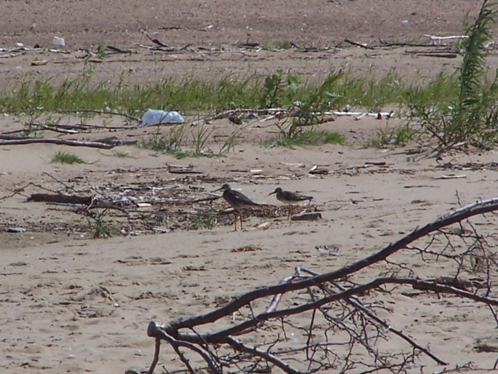 Krwawodziób i śniady