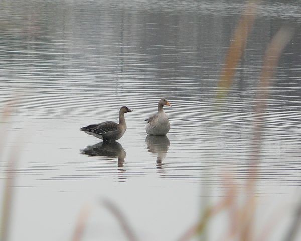 Zbożówka i gęgawa