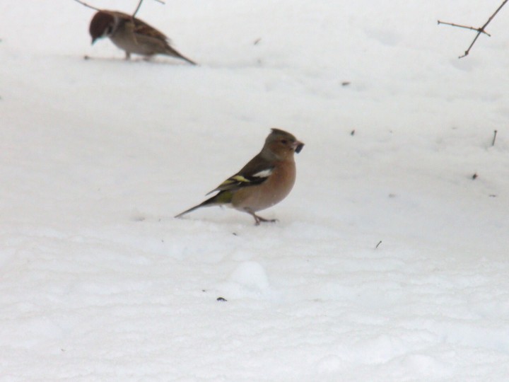 moja pierwsza zięba (23.01.2011r.)