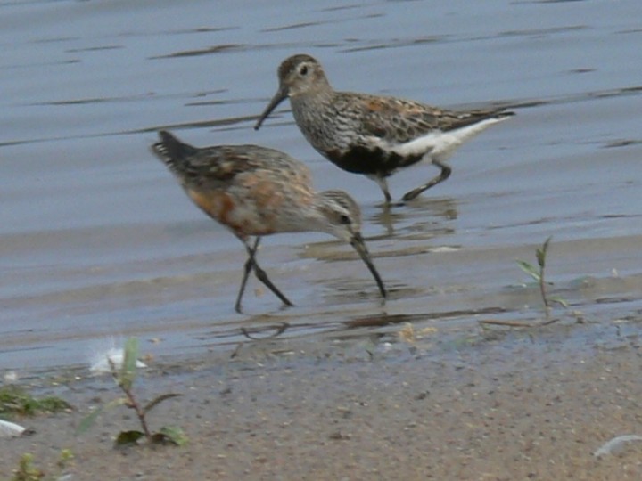 Biegusy dwa (krzywodzioby ...