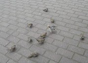 Więcej