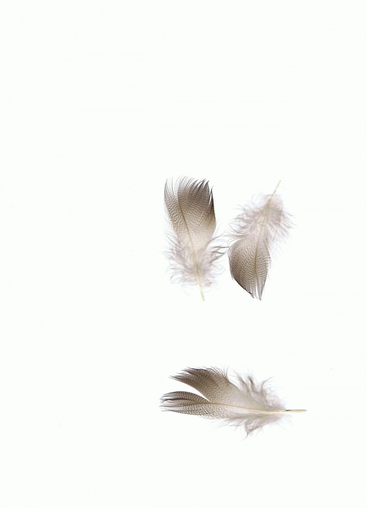 Jakiego ptaka jest to ...