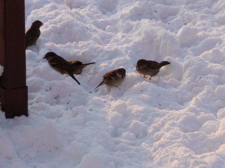 Na ziemi też zajadają