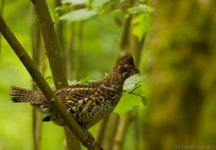 Takie szczęście mieliśmy ...