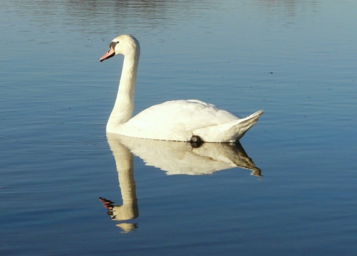Odbicie lustrzane.