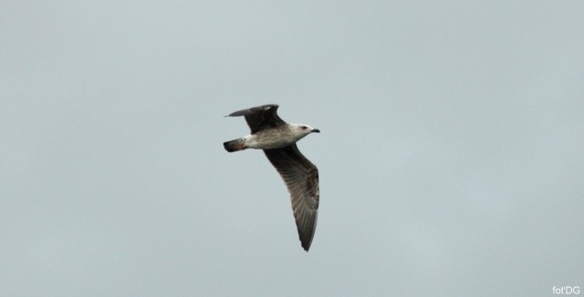 Mewa srebrzysta w szacie ...