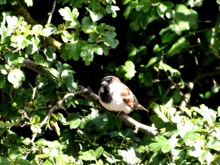 Wróbel ostatnią wiosną