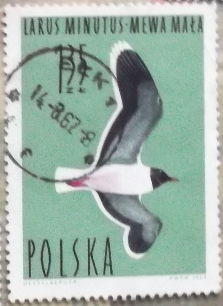 Larus Minutus - Mewa ...