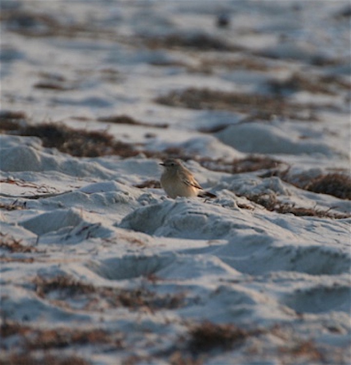 Białorzytka pustynna ...