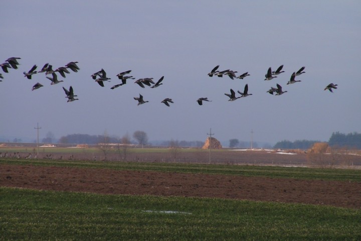 Gęsie klimaty - wiosna ...