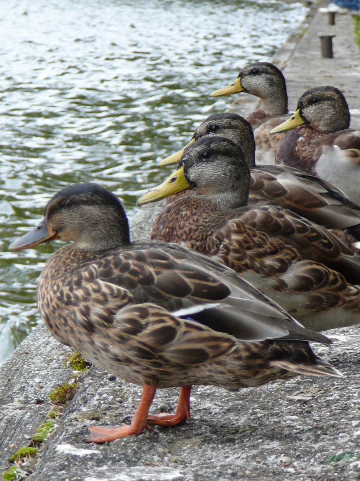 Jakie tu mamy ptaki(gatunek/gatunki+płeć).Ps. ...