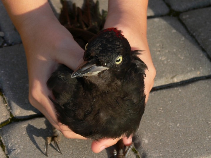 Dzięciolica czarna 2