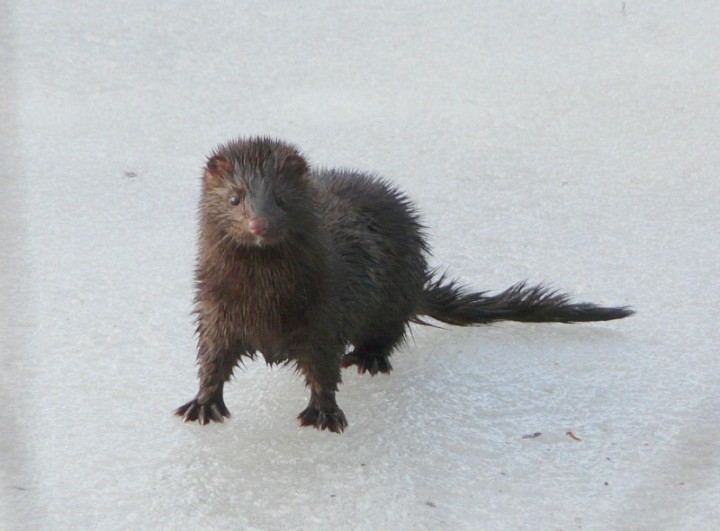 amerykanka