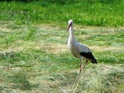 Więcej