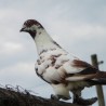 gołąb
