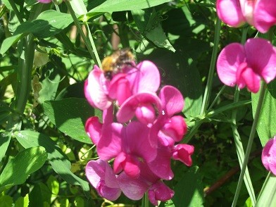 Pszczoła na kwiatku - ...