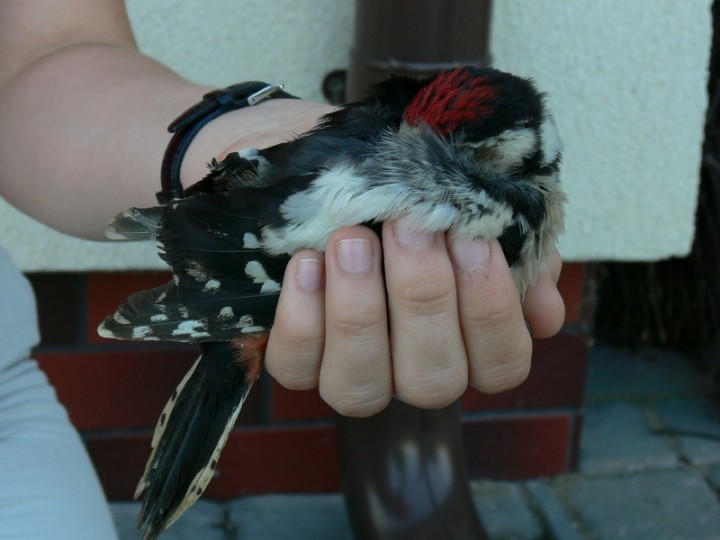 Młody dzięcioł duży