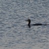 kormoran
