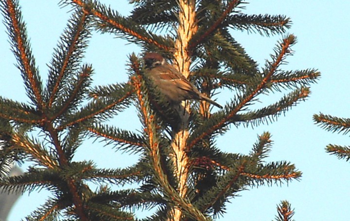 Mazurkowe wariacje na ...