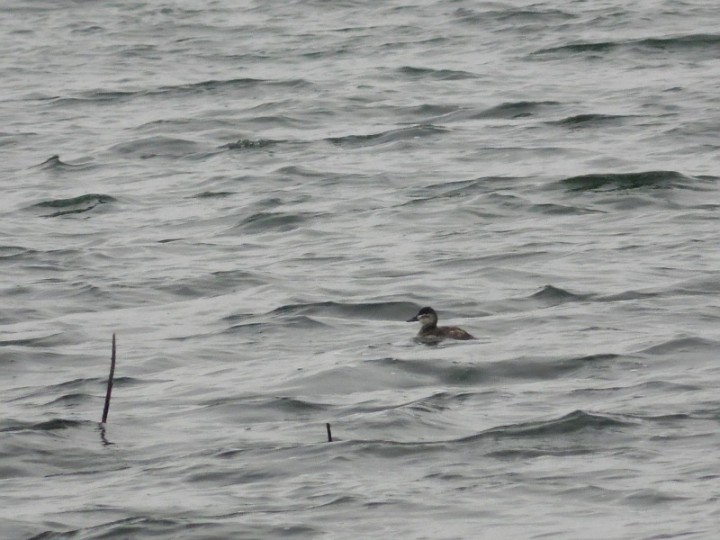 Sterniczka jamajska ( ...