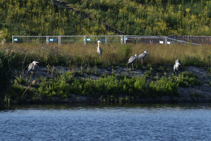 Zagadka;) Ile czapli ...