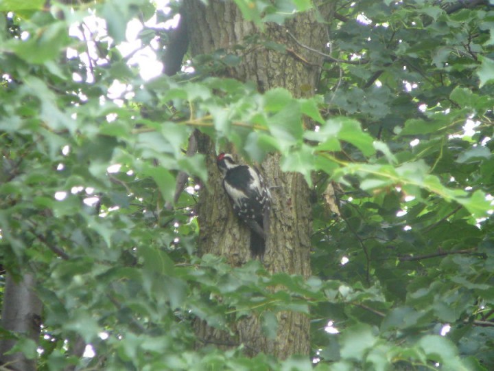 Kto to? Dla ułatwienia ...