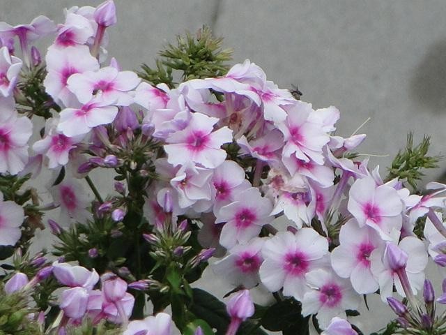 kwiatki