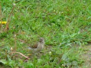 Więcej